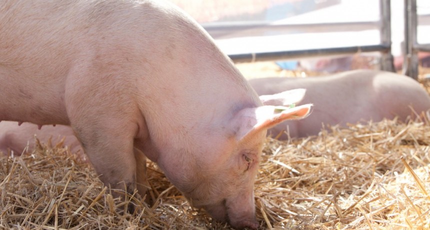 El Gobierno autoriz&oacute; tres nuevas vacunas para protecci&oacute;n de la sanidad porcina y aviar