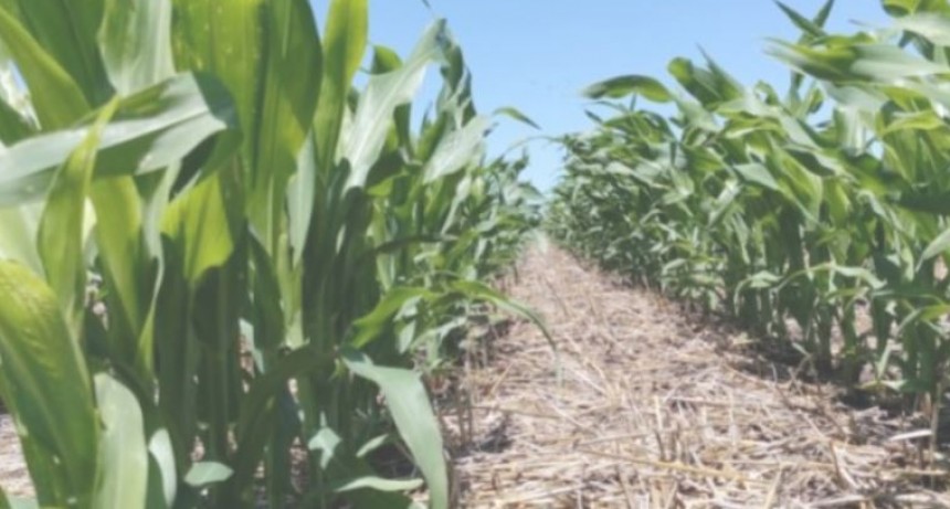 El ma&iacute;z tard&iacute;o 24/25 podr&iacute;a cubrir el 12% del &aacute;rea maicera total en regi&oacute;n n&uacute;cleo