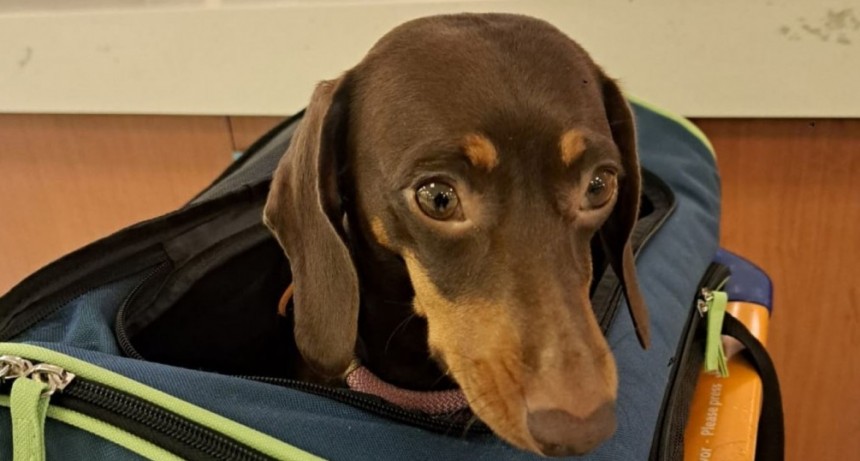 Mascotas: Se refuerza el sistema de atenci&oacute;n al usuario para viajar al exterior