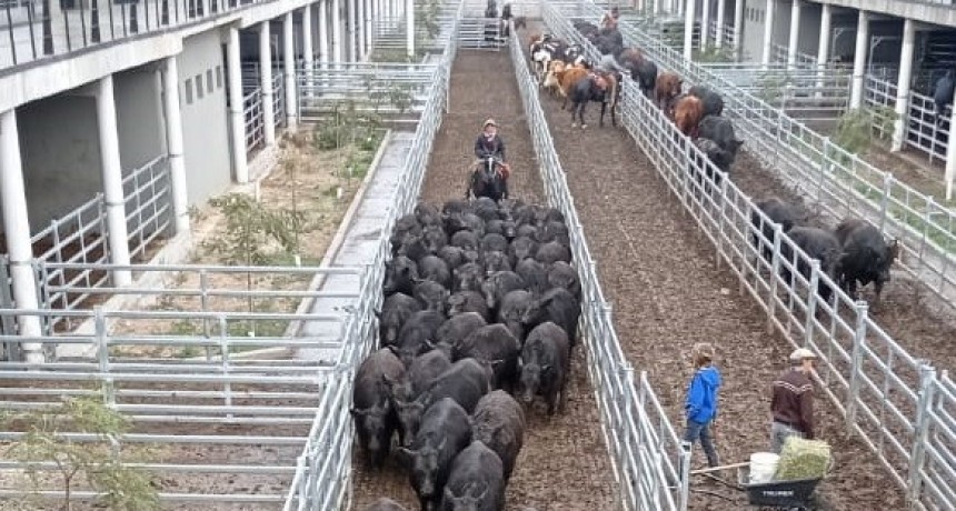 Lunes en el MAG: ingresaron 439 animales  