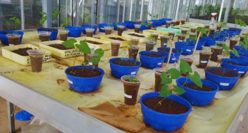Investigadoras argentinas impulsan la biofertilizaci&oacute;n en Etiop&iacute;a