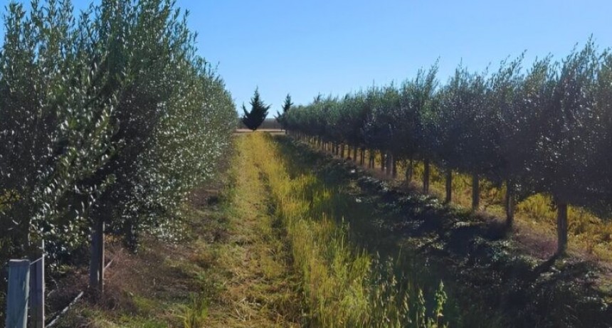 Desarrollo Agrario destac&oacute; que avanza el plan para crear la Ruta del Olivo en el sudoeste bonaerense