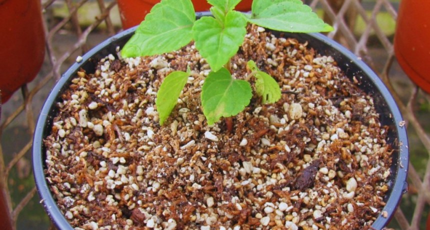 Presentan sustratos inteligentes para producir plantines