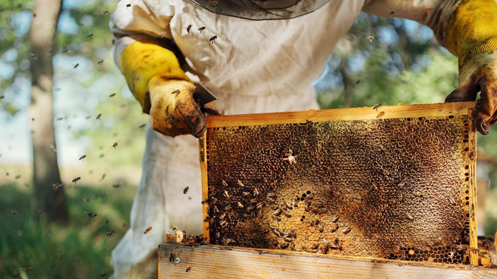 Zumbido de optimismo: la apicultura vuelve a registrar indicadores favorables