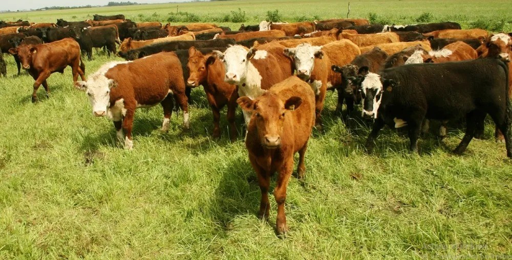 Senasa: cómo prevenir los golpes de calor en la hacienda