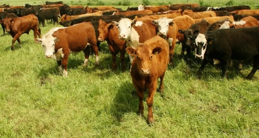 Senasa: cómo prevenir los golpes de calor en la hacienda